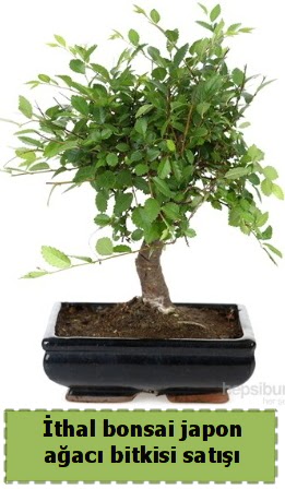 thal bonsai saks iei Japon aac sat  Demetevler Ankara nternetten iek siparii 