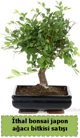�thal bonsai saks� �i�e�i Japon a�ac� sat���  Demetevler Ankara �nternetten �i�ek sipari�i 