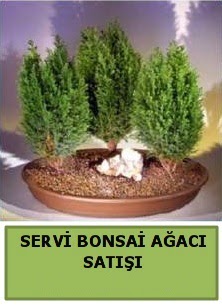 BONSA� 3 L� SERV� BONSA� A�ACI  Ankara demetevler �i�ek yolla �i�ek�i telefonlar� 