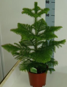 60 cm Salon �am� araucaria heterophylla  Ankara demet �i�ek g�nderme 