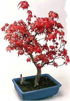 Amerikan akaaa bonsai bitkisi  Ankara demetevler iek siparii iek yolla 