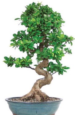 Yaklak 70 cm yksekliinde ithal bonsai  Ankara demetevler iek yolla ieki telefonlar 