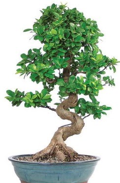 Yakla��k 70 cm y�ksekli�inde ithal bonsai  Ankara demetevler �i�ek yolla �i�ek�i telefonlar� 