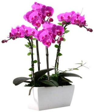 Seramik vazo ierisinde 4 dall mor orkide  Ankara demetevler iek sat 