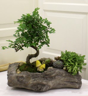 A�a� k�t�k i�erisinde bonsai ve sukulent  Ankara �i�ek g�nderme sitemiz g�venlidir 