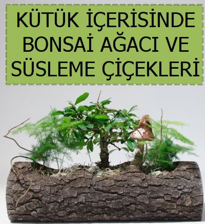 K�t�k i�erisinde bonsai japon a�a� bitkisi  Ankara demetevler �i�ek sat��� 