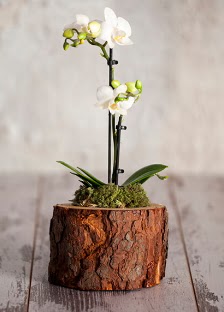 Doal ktk 2 dall beyaz orkide  Ankara demetevler iek siparii iek yolla 
