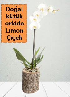 Do�al k�t�kte tek dall� beyaz orkide  Ankara demetevler �i�ek yolla �i�ek�i telefonlar� 