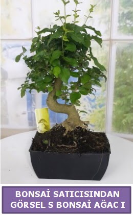 S dal eğriliği bonsai japon ağacı  Ankara demetevler çiçek satışı 