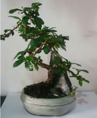 S eklinde ithal bonsai aac  Ankara demetevler iek siparii iek yolla 