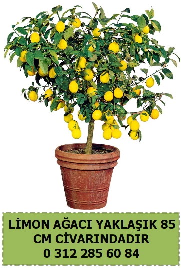 Limon aac bitkisi  Ankara demetevler iek sat 