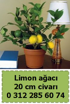 Limon a�ac� bitkisi  Ankara demetevler �i�ek yolla �i�ek�i telefonlar� 