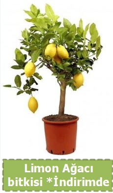 Limon a�ac� bitkisi Ev i�in limon bitkisi  Ankara �i�ek , �i�ek�i , �i�ek�ilik 