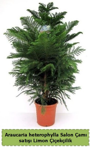 Salon �am� Sat��� Araucaria heterophylla  Ankara demetevler �i�ek sat��� 