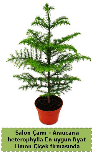 Araucaria heterophylla Salon �am� tek dall�  Ankara demetevler �i�ek sat��� 
