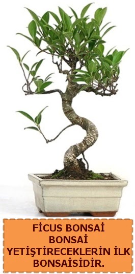 Ficus bonsai 15 ile 25 cm aras�ndad�r  Ankara demetevler �i�ek sipari�i �i�ek yolla 