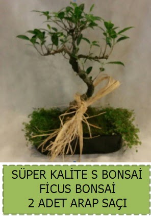 Ficus S Bonsai ve arap sa��  Ankara demetevler �i�ek yolla �i�ek�i telefonlar� 
