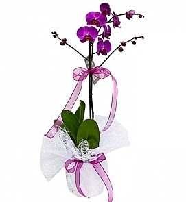 Tek dallı saksıda ithal mor orkide çiçeği  demetevler çiçek yolla Ankara çiçekçiler  