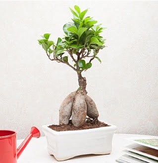 Exotic Ficus Bonsai ginseng  Ankara demetevler iek servisi , ieki adresleri 