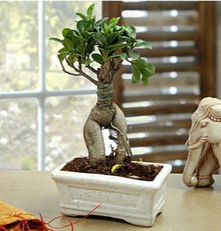 Marvellous Bonsai ginseng  Ankara demetevler �i�ek g�nderme �i�ek sipari�i sitesi 