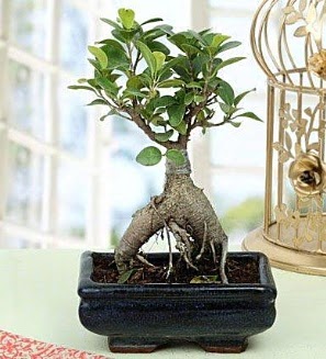 Appealing Ficus Ginseng Bonsai  Ankara demetevler anneler g�n� �i�ek yolla 