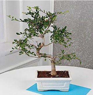 Unique Ulmus S Shaped Bonsai  Ankara �i�ek online �i�ek sipari�i 