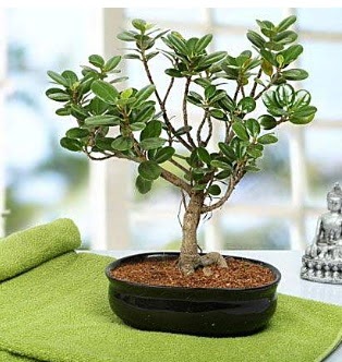Lovely Ficus Iceland Bonsai  Ankara demetevler anneler g�n� �i�ek yolla 