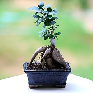 Marvellous Ficus Microcarpa ginseng bonsai  Ankara demetevler iek siparii vermek 