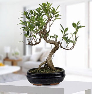 Gorgeous Ficus S shaped japon bonsai  Ankara yurti�i ve yurtd��� �i�ek sipari�i 