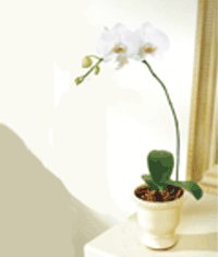  Ankara demet iek gnderme  Saksida kaliteli bir orkide