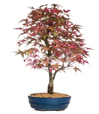 Ak�aa�a� bonsai s�per bonsai a�ac�  Ankara demetevler cicek , cicekci 