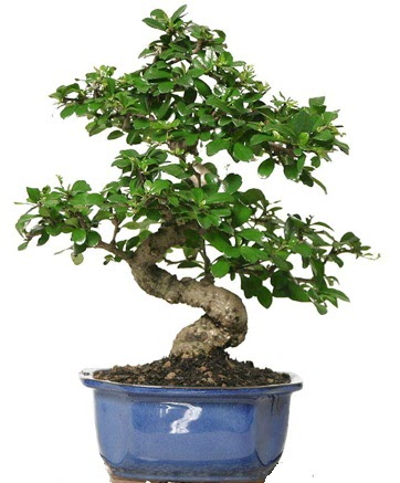 21 ile 25 cm aras� �zel S bonsai japon a�ac�  Ankara demetevler �i�ek yolla �i�ek�i telefonlar� 