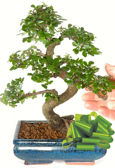 Yaklak 25 cm boyutlarnda S bonsai  Ankara demetevler iek gnderme iek siparii sitesi 