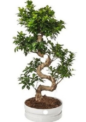 90 cm ile 100 cm civar� S peyzaj bonsai  Ankara �i�ek g�nderme sitemiz g�venlidir 