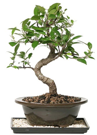 Altn kalite Ficus S bonsai  Ankara demetevler iek yolla ieki telefonlar  Sper Kalite