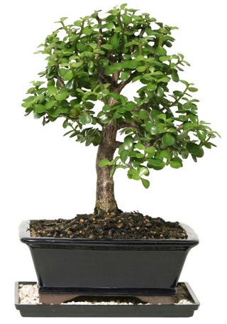 15 cm civar Zerkova bonsai bitkisi  Ankara demetevler iek gnderme iek siparii sitesi 