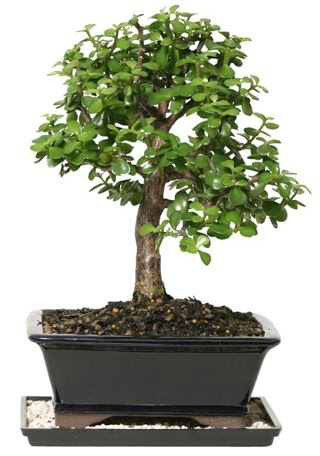 15 cm civar� Zerkova bonsai bitkisi  Ankara demetevler �i�ek g�nderme �i�ek sipari�i sitesi 