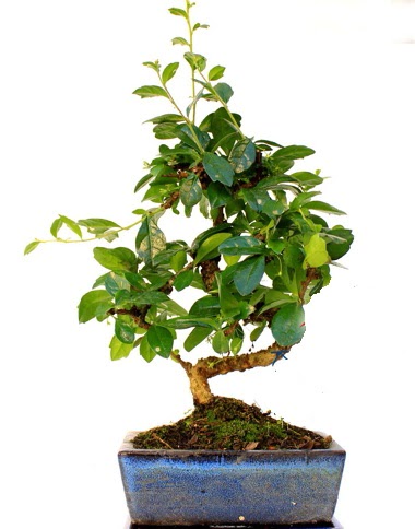 S gvdeli carmina bonsai aac  Ankara demetevler iek siparii iek yolla  Minyatr aa