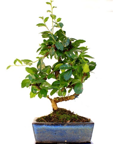 S g�vdeli carmina bonsai a�ac�  Ankara demetevler �i�ek sipari�i �i�ek yolla  Minyat�r a�a�