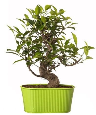Ficus S g�vdeli muhte�em bonsai  Ankara demetevler �i�ek g�nderme �i�ek sipari�i sitesi 