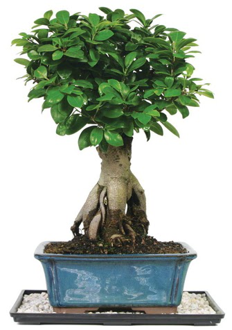 Bonsai Ginsing Grafted Ficus Bonsai  Ankara demetevler �i�ek sipari�i �i�ek yolla 
