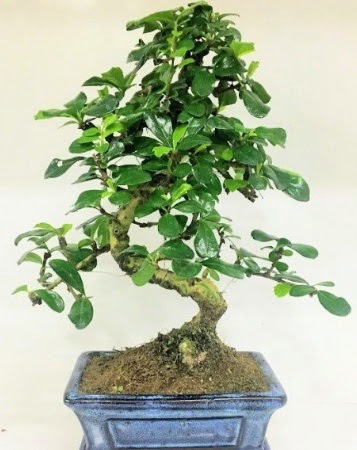 Zelkova S g�vdeli Minyat�r a�a� Bonzai  Ankara demet �i�ek g�nderme 