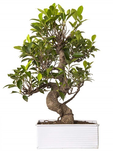 Exotic Green S G�vde 6 Year Ficus Bonsai  Ankara �i�ek g�nderme sitemiz g�venlidir 