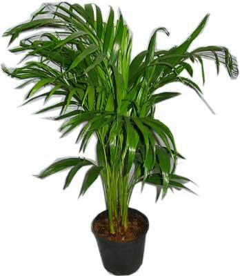  Ankara demetevler �i�ek servisi , �i�ek�i adresleri  Areca palm  