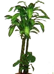  demetevler Ankara �i�ek yolla , �i�ek g�nder , �i�ek�i   Dracaena massengena