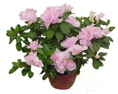  Ankara demetevler �i�ek servisi , �i�ek�i adresleri  Rhodendron latince A�elya 