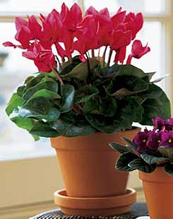  Ankara cicekciler , demetevler cicek siparisi  Cyclamen 