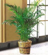  Ankara demetevler �i�ek sipari�i vermek  Areca Palm ithal kaliteli
