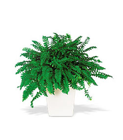  Ankara online �i�ek g�nderme sipari�  Decorative Fern ask merdiveni