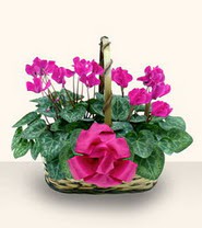  Ankara demetevler cicek , cicekci  Double Cyclamen sepette